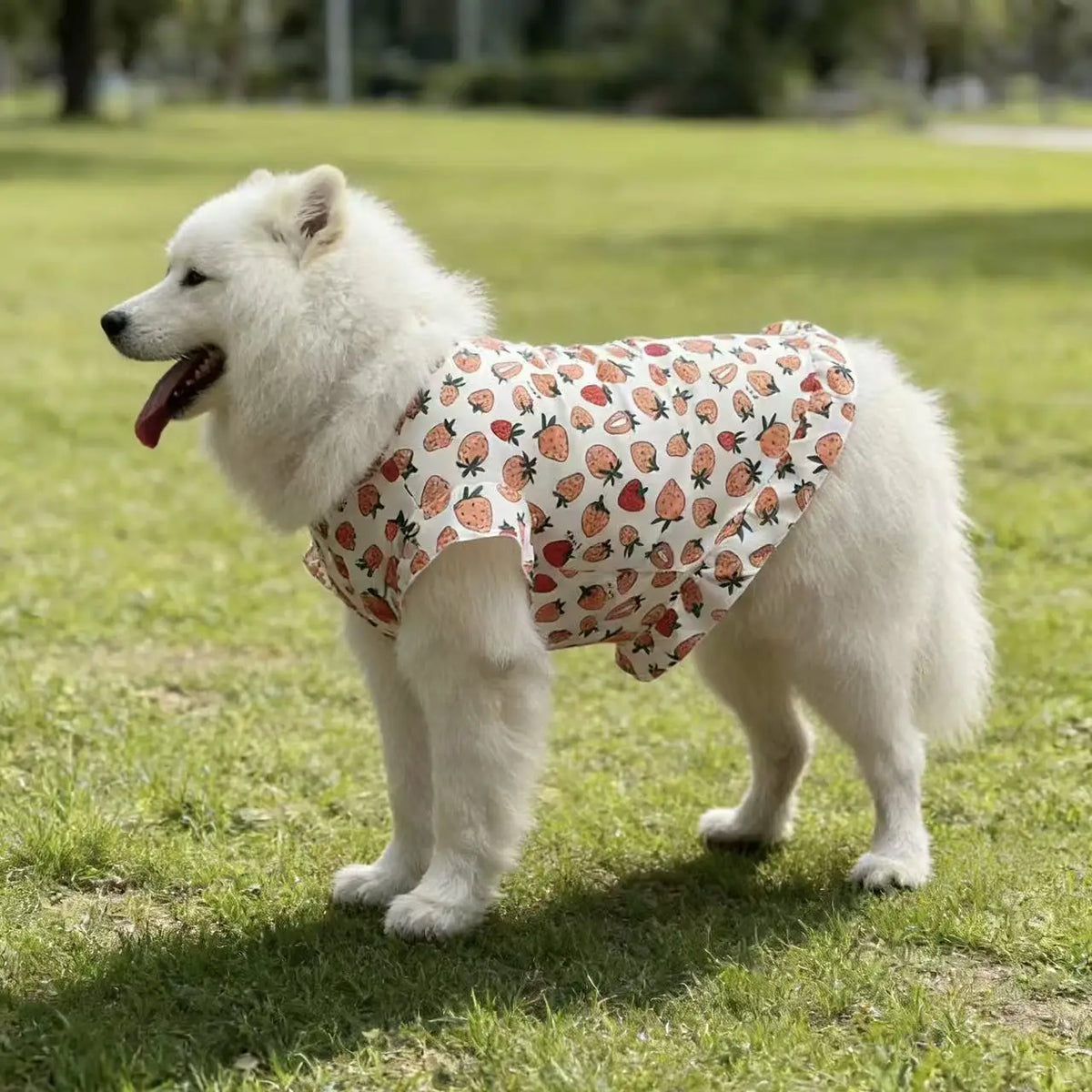 Spring & Summer Dog Vest – Lightweight Anti-Shedding Shirt for Medium & Large Dogs, Golden Retrievers, Samoyeds, Border Collies & Labradors.