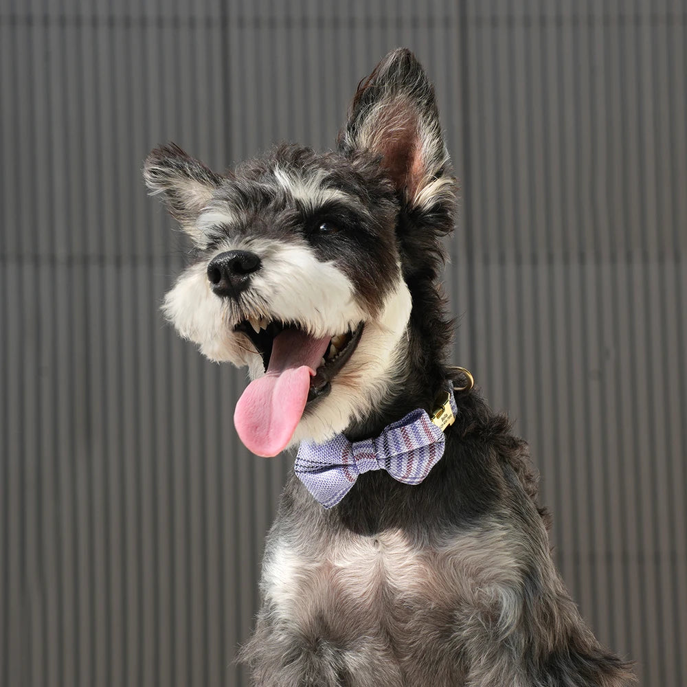 Personalized Pet ID Collar – Cute Bowtie Collar with Free Engraving for Small & Medium Dogs & Cats, Adjustable Buckle Design.