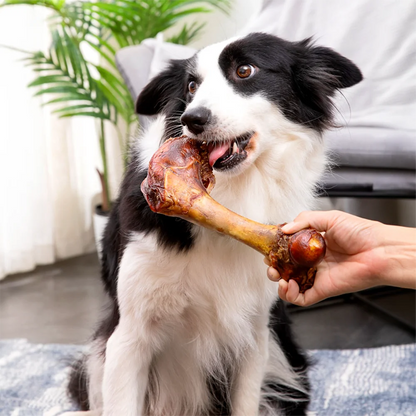 Large Natural Cow Bone Dog Treat, 6.3 in (16 cm), 5.29–6.70 oz (150–190 g), Healthy & Easily Digestible All-Natural Chew.