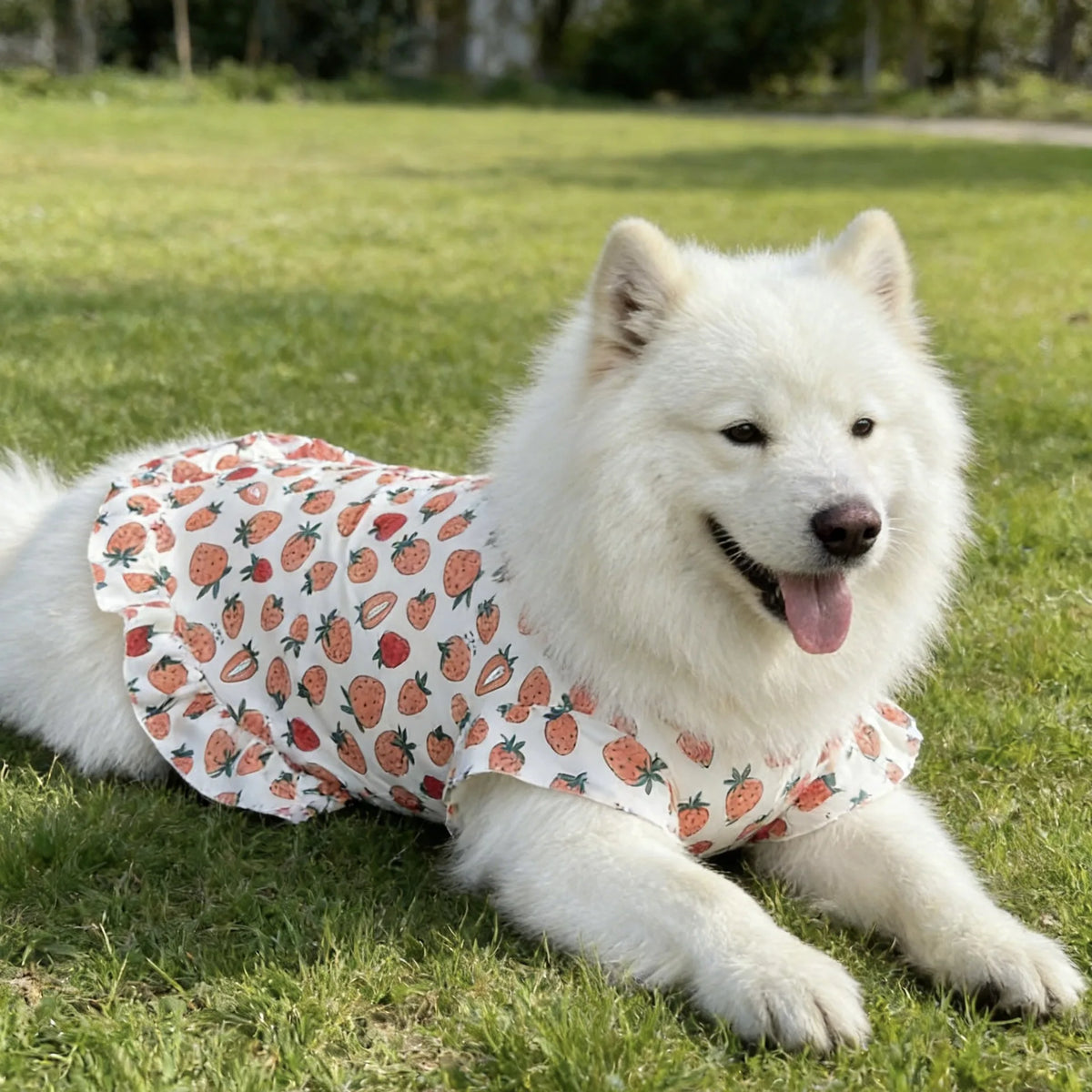 Spring & Summer Dog Vest – Lightweight Anti-Shedding Shirt for Medium & Large Dogs, Golden Retrievers, Samoyeds, Border Collies & Labradors.